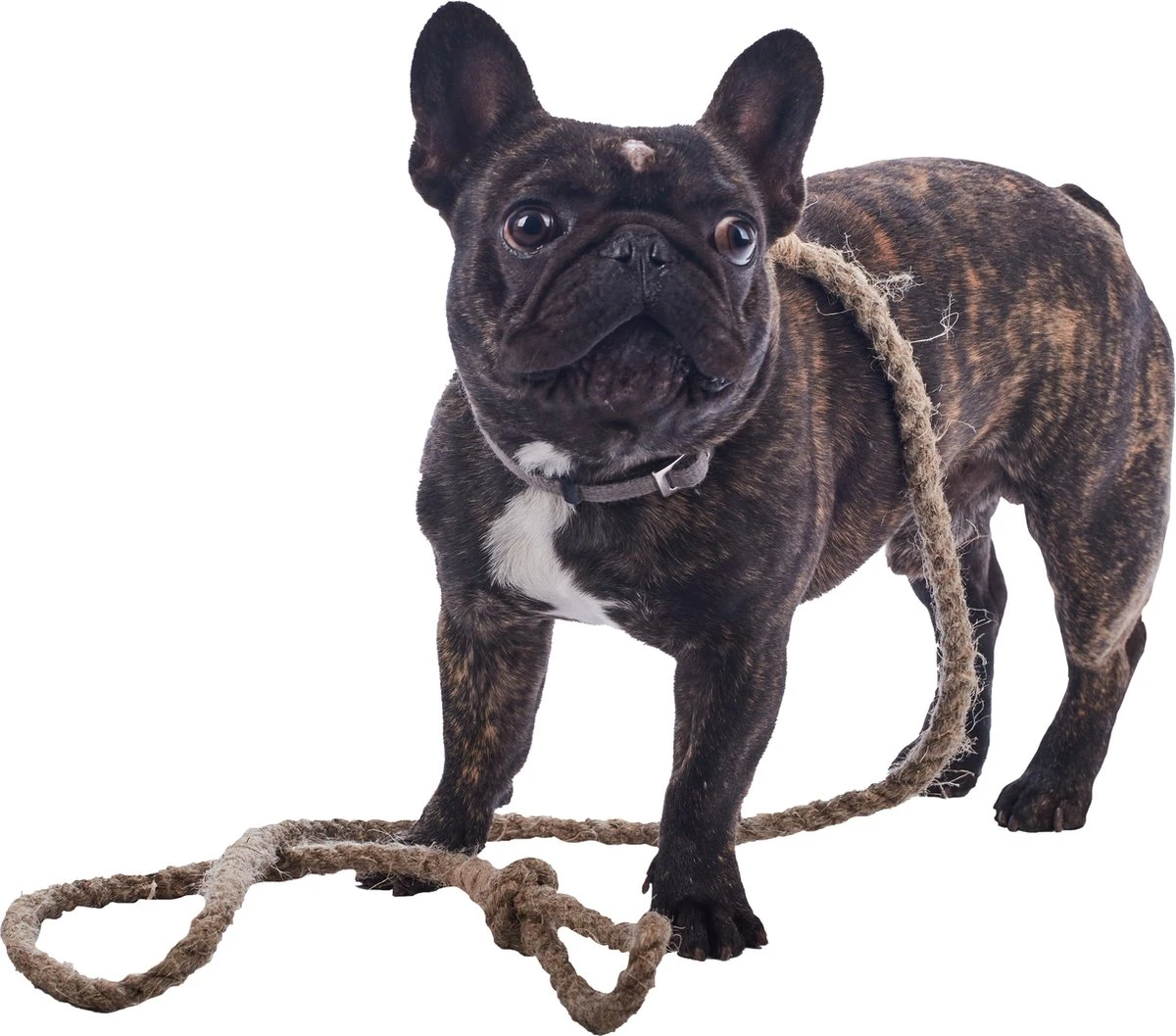 Henneptouw Lanyard Maat M-L – Premium – 100% Natuurlijk – Duurzaam – Ecologische En Veilige Lijnen Voor Uw Hond – Handmade In EU 3 Henneptouw Lanyard Maat M-L – Premium – 100% Natuurlijk – Duurzaam – Ecologische En Veilige Lijnen Voor Uw Hond – Handmade In EU