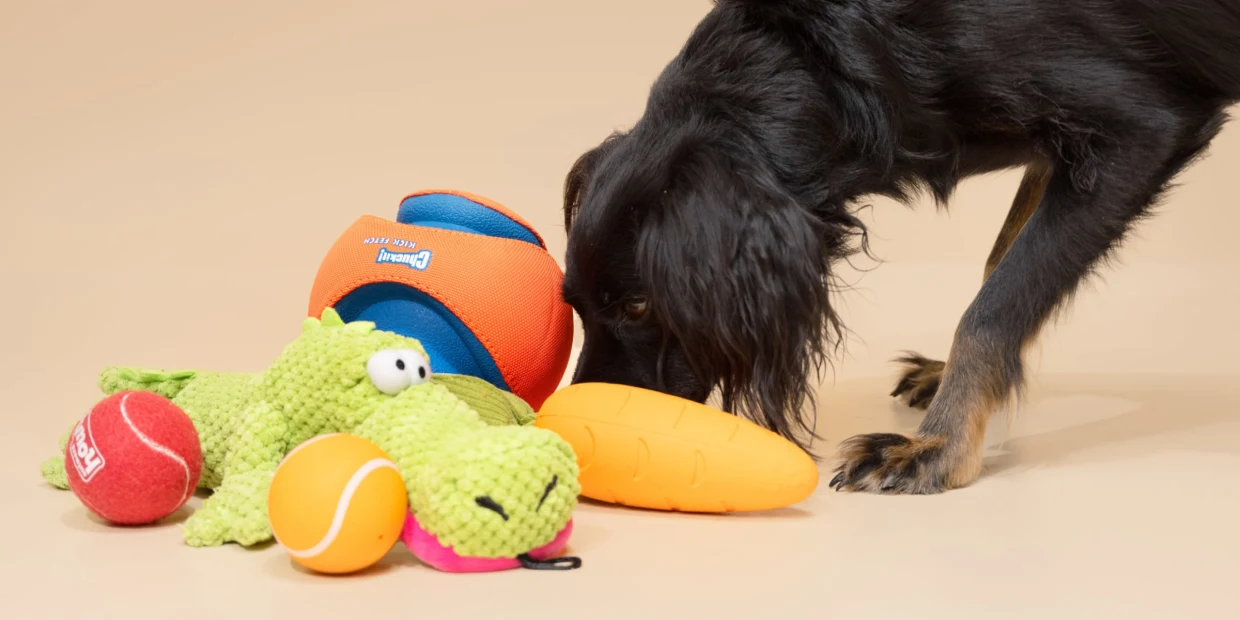 Hondenvoer Winkel -Hondenvoer Winkel 240429 pet week dog toys oo social d26e9a